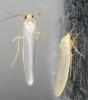 Eilema sp.